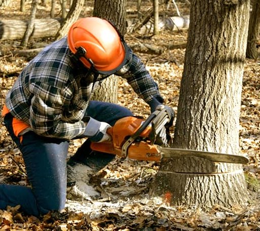 Tree Removal in Rye, NH